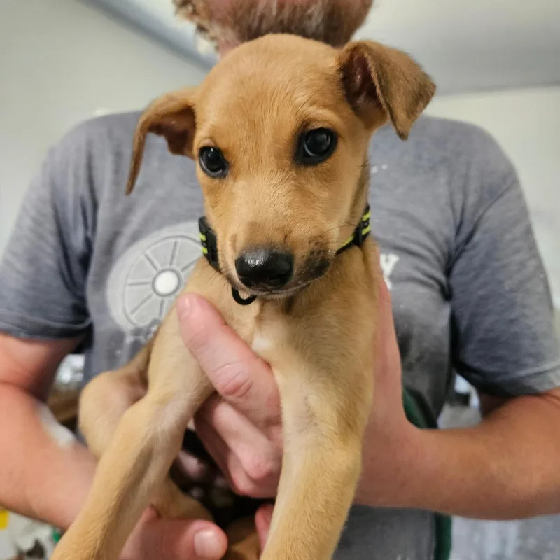 A baby small-sized female Red / Chestnut / Orange Terrier dog named Sammy for adoption in Hattiesburg, MS