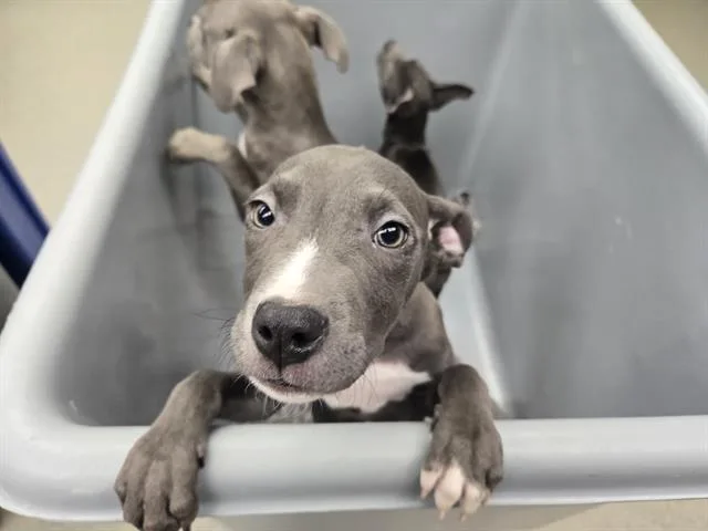 Salted Caramel Ice Cream