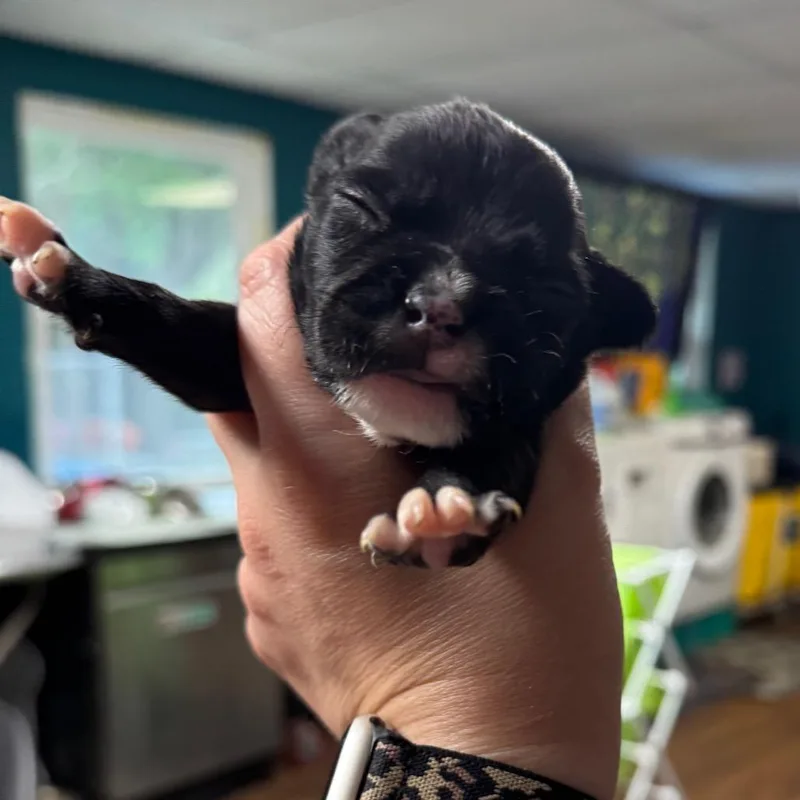 A baby medium-sized male Black Pit Bull Terrier dog named Aero for adoption in Port Richey, FL