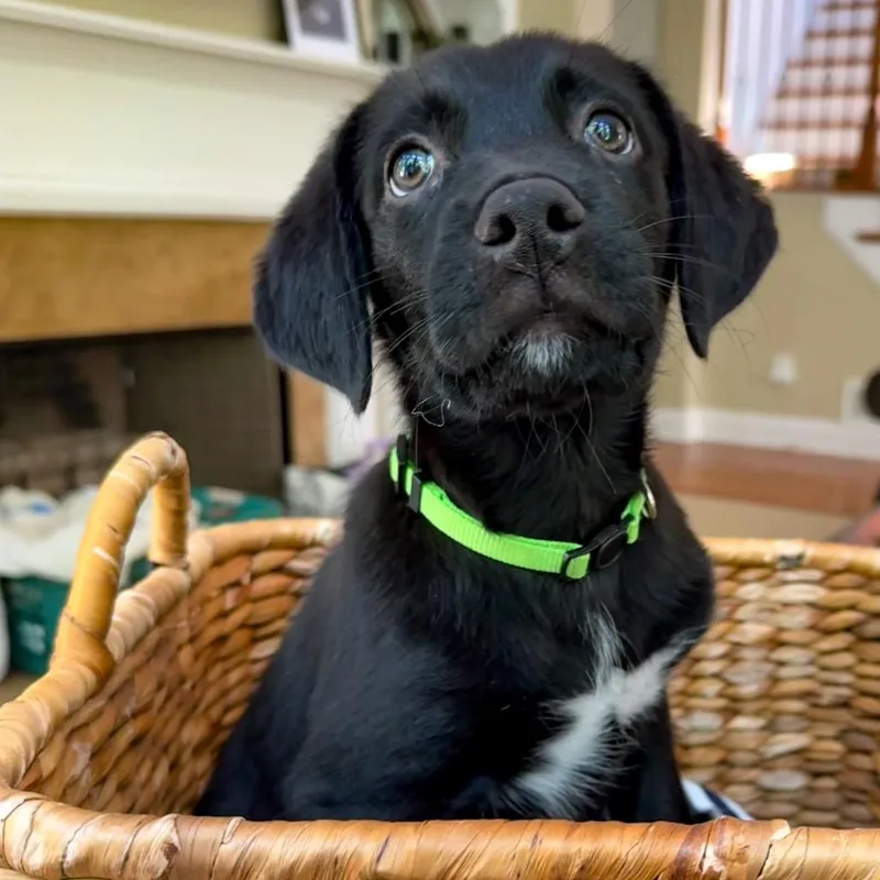 Duke