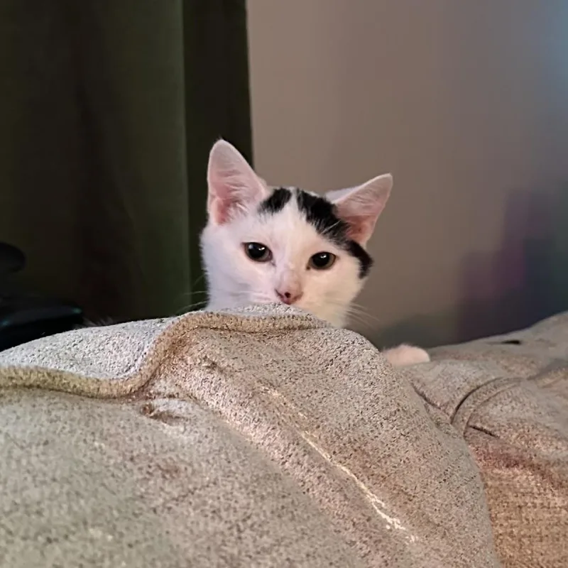 An adult small-sized female White Domestic Short Hair cat named Lia for adoption in New Fairfield, CT