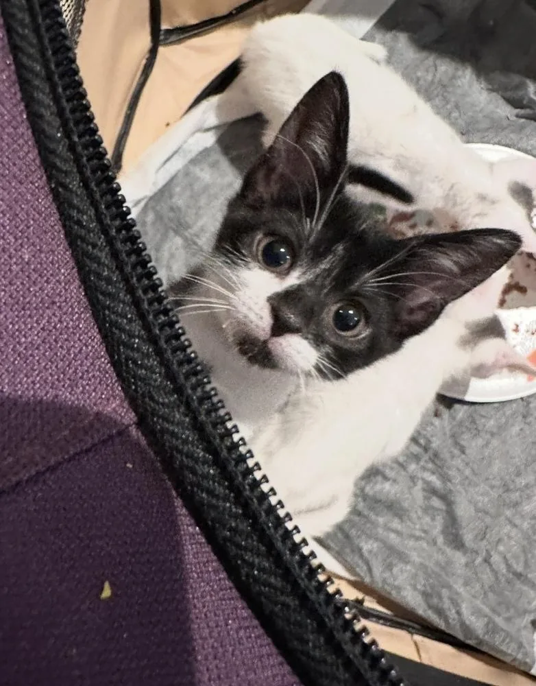 A baby small-sized male Black & White / Tuxedo Domestic Short Hair cat named Stamford Bottle Baby: Shippan for adoption in Warren, CT