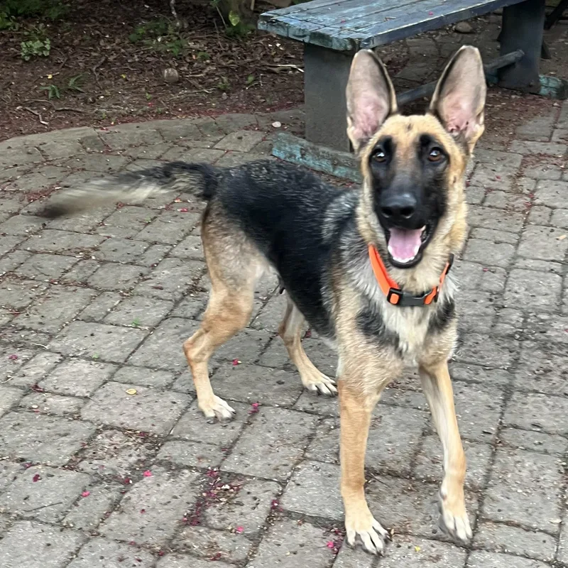 An adult large-sized female German Shepherd Dog dog named Magnolia for adoption in Bellaire, TX