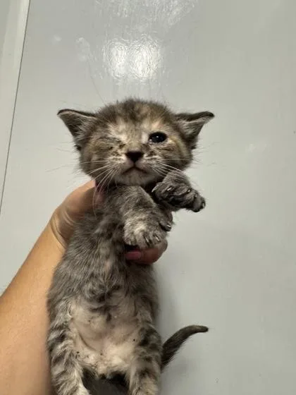 A young small-sized female Domestic Short Hair cat named B Mabel for adoption in North Charleston, SC