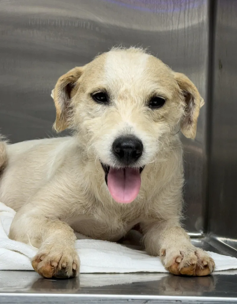 An adult medium-sized male White / Cream Border Terrier dog named Gibbor for adoption in Pawleys Island, SC