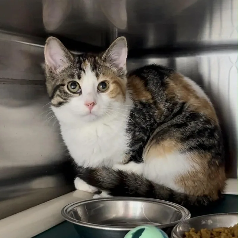 A baby small-sized female White Domestic Short Hair cat named Poppy for adoption in Walnut Cove, NC