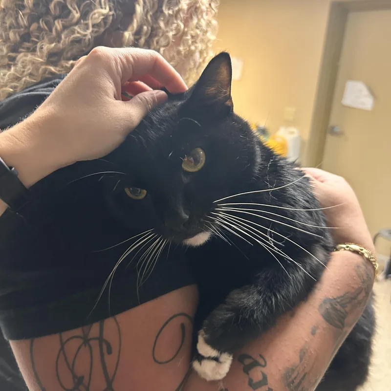 An adult medium-sized male Domestic Short Hair cat named Binx for adoption in Myerstown, PA