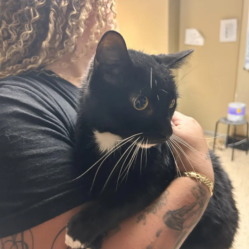 Binx thumbnail 2