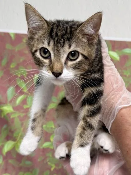 A baby small-sized male Domestic Short Hair cat named Ned for adoption in San Antonio, TX