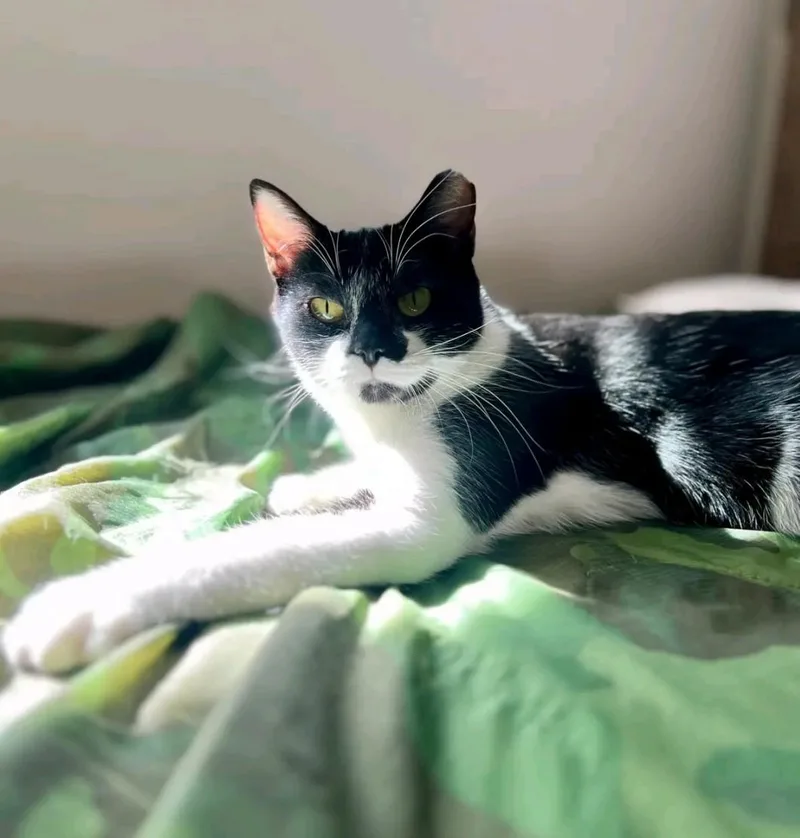 A young medium-sized female Domestic Short Hair cat named Penguin for adoption in Reno, NV