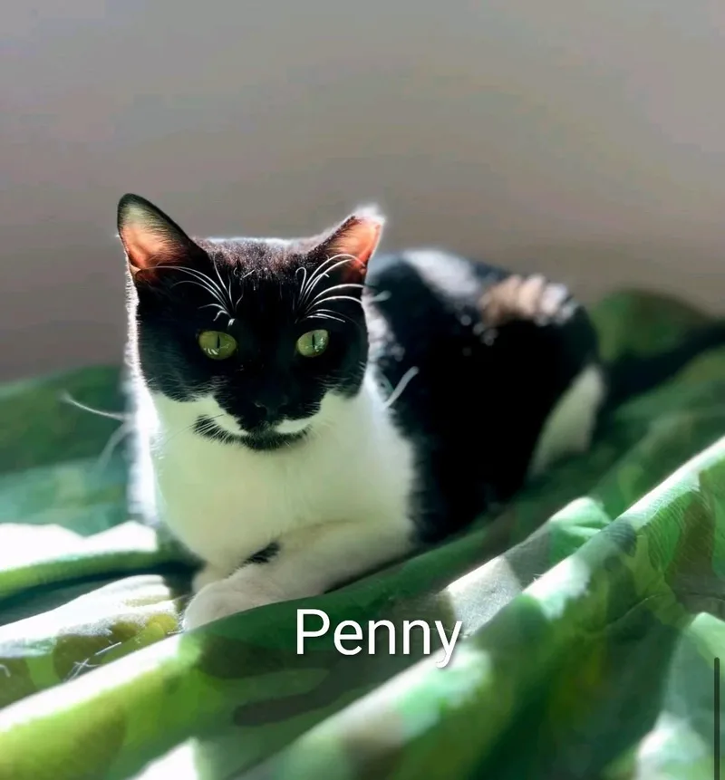 Penguin thumbnail 3