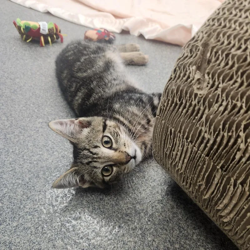 A baby small-sized male Brown / Chocolate Domestic Short Hair cat named Rolypoly for adoption in Brockton, MA