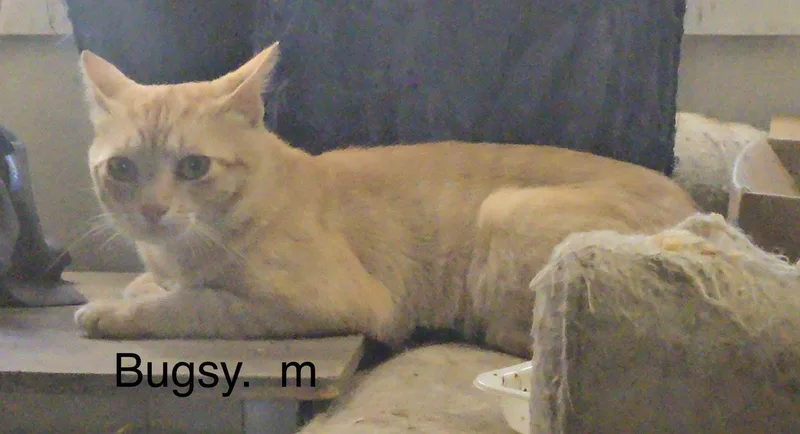 An adult medium-sized male Orange / Red Domestic Short Hair cat named Bugsy for adoption in White Bluff, TN