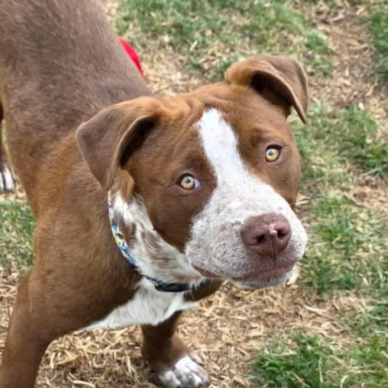 A baby medium-sized male Pit Bull Terrier dog named Cooper for adoption in Westland, MI