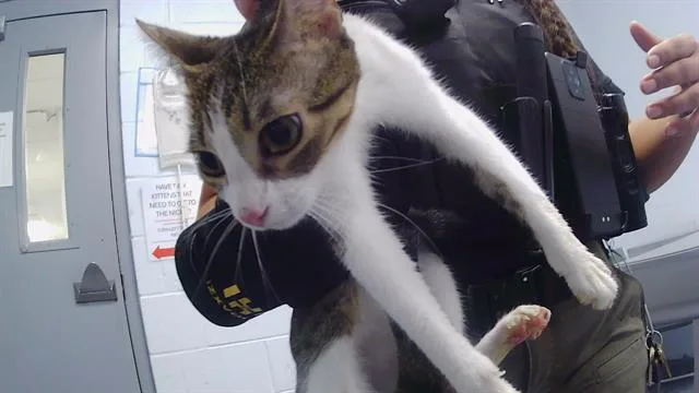 A young medium-sized female Domestic Short Hair cat named Little One for adoption in Charlotte, NC