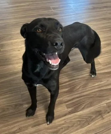 A young large-sized male Black Labrador Retriever dog named Vlad for adoption in Pella, IA