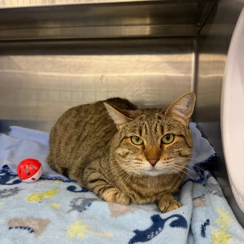 An adult large-sized female Brown / Chocolate Domestic Short Hair cat named Daisy for adoption in Hamburg, NY
