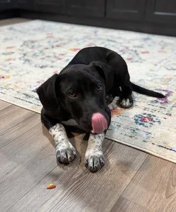 A baby medium-sized female Border Collie dog named Fiona for adoption in Aurora, CO