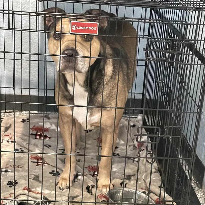 A senior large-sized male Yellow / Tan / Blond / Fawn Mixed Breed dog named Rocky for adoption in Port Charlotte, FL