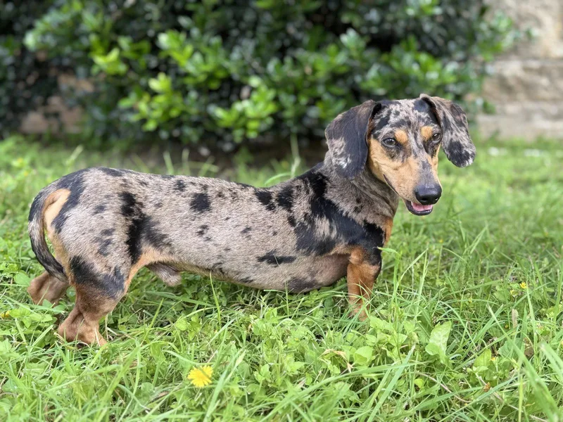An adult small-sized male Dachshund dog named Dylan for adoption in Helotes, TX