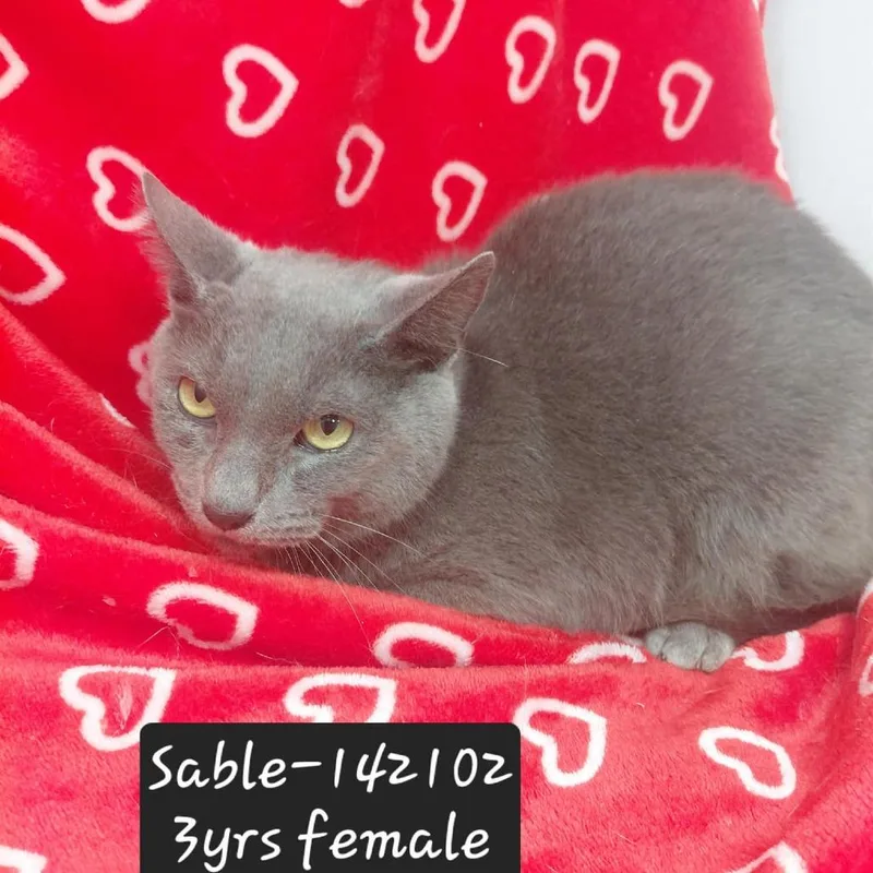 An adult small-sized female Domestic Short Hair cat named Sable for adoption in New Tazewell, TN