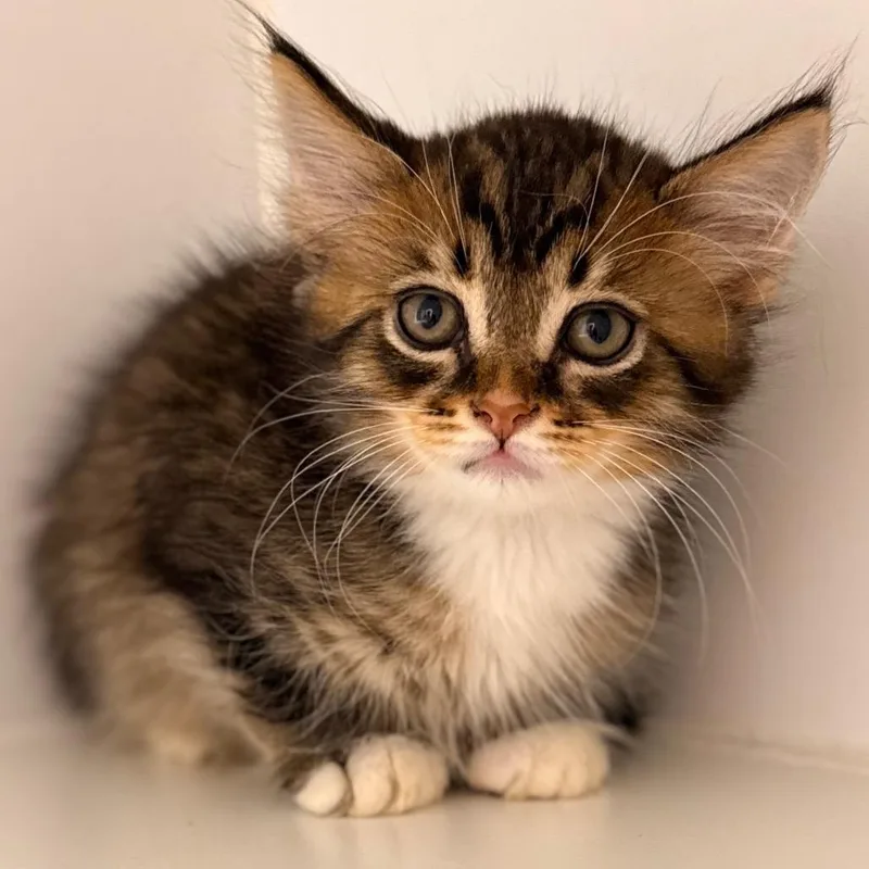 A baby small-sized male Domestic Long Hair cat named Cam for adoption in Cumming, GA