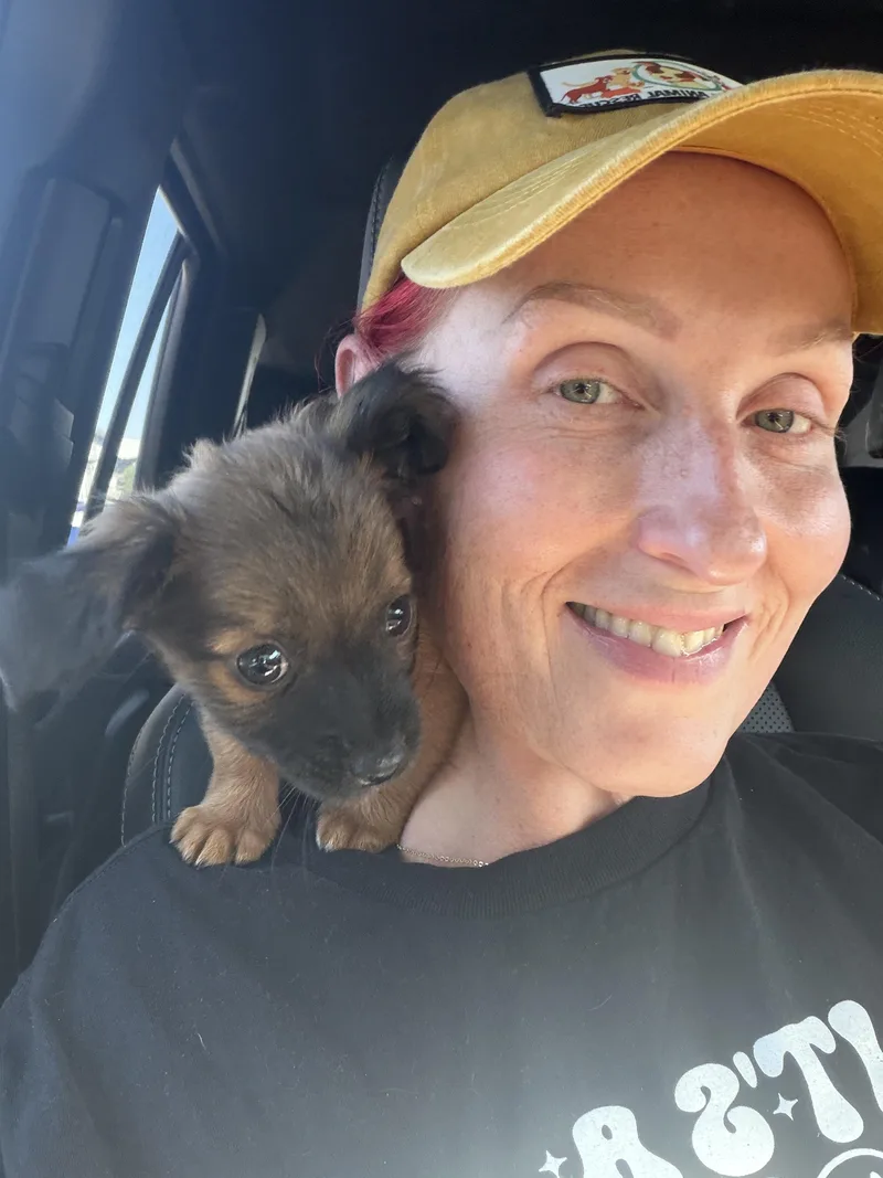 A baby small-sized male Brown / Chocolate Chihuahua dog named Teddy for adoption in Lafayette, CA
