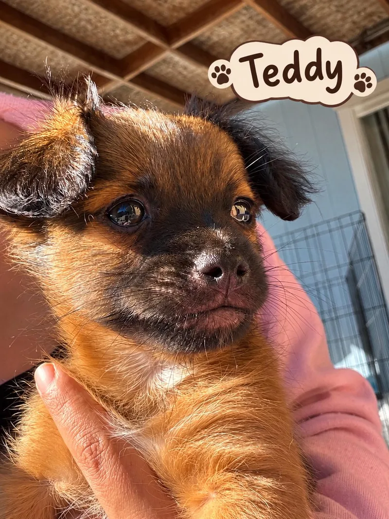 Teddy thumbnail 3