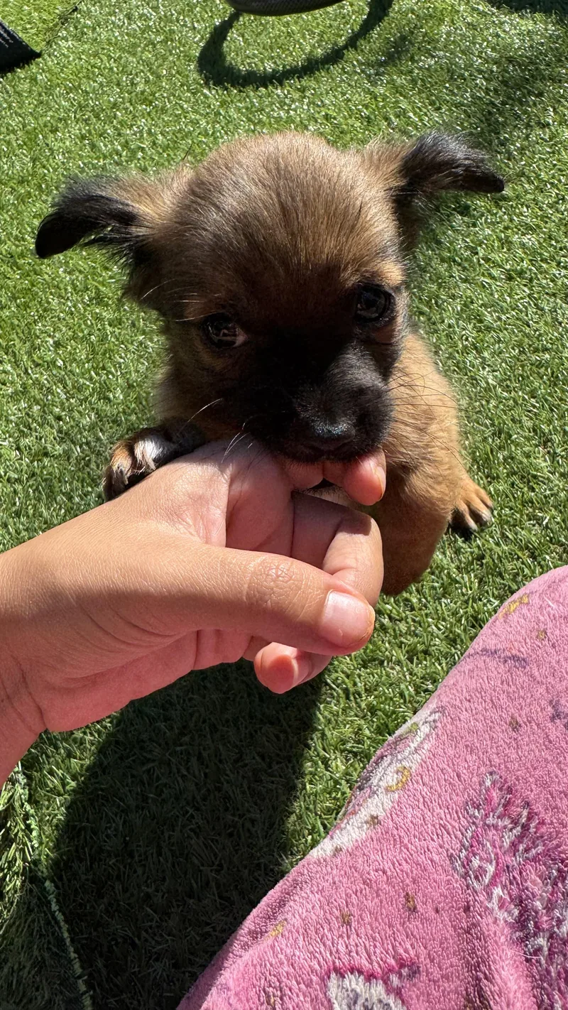 Teddy thumbnail 4