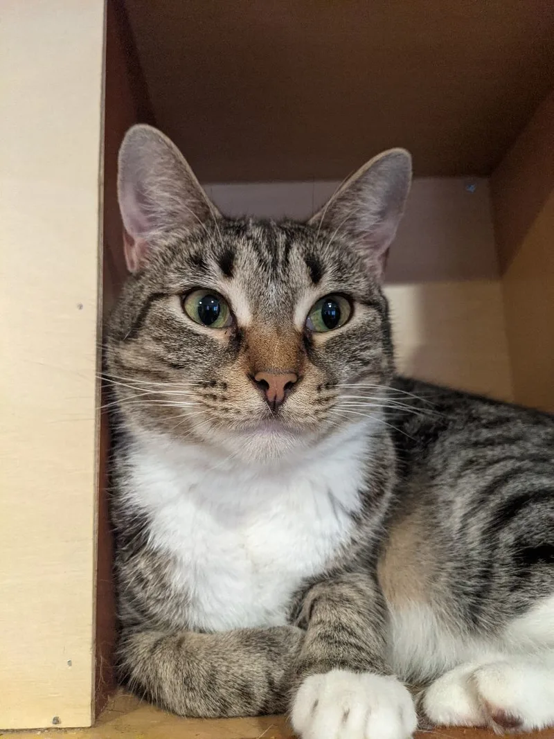 Koala Aka Jackjack Aka