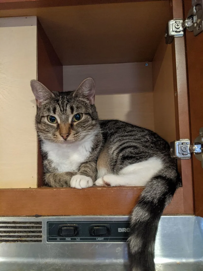 Koala Aka Jackjack Aka thumbnail 4