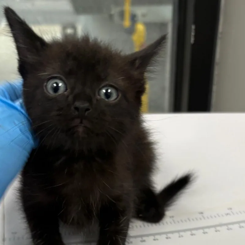 A baby small-sized male Black Domestic Short Hair cat named Moose for adoption in Columbiana, AL
