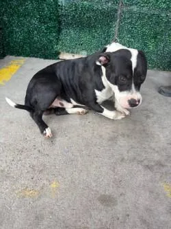 An adult large-sized male Pit Bull Terrier dog named Basil for adoption in El Paso, TX