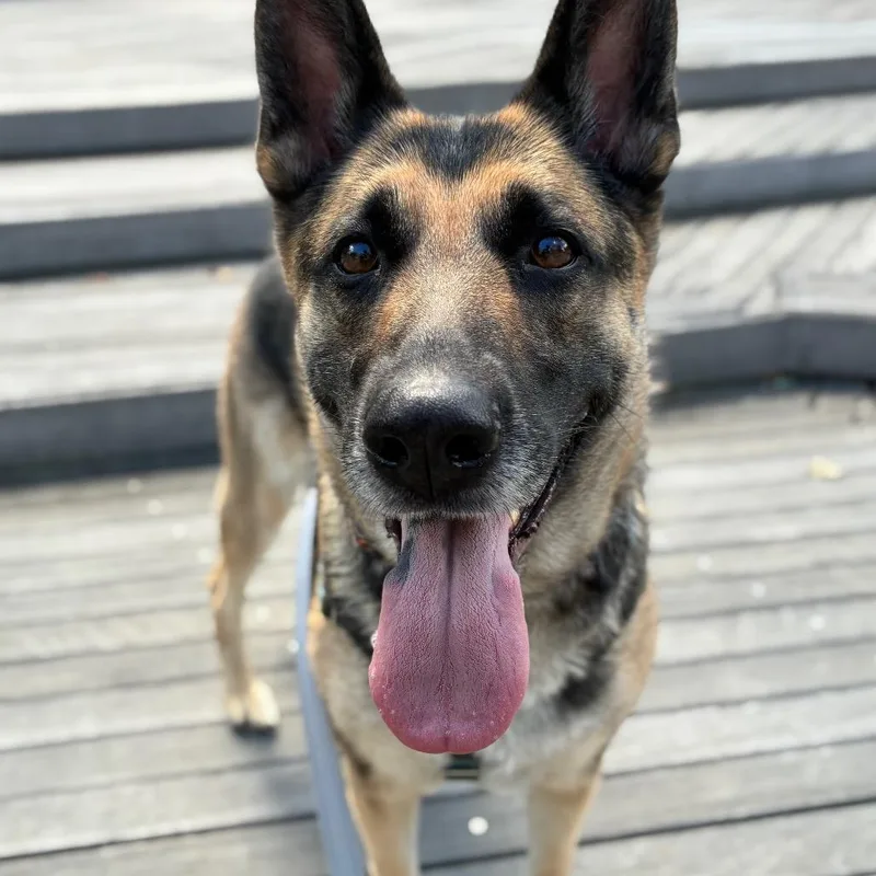 An adult large-sized female Black German Shepherd Dog dog named Kira for adoption in Providence, RI