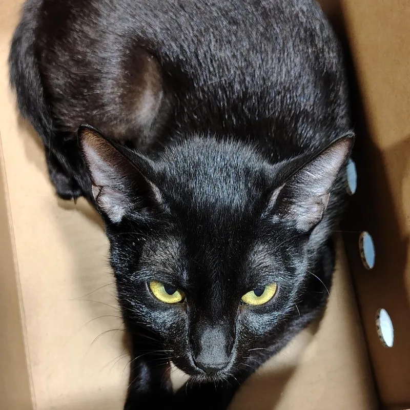 A young medium-sized female Black Domestic Short Hair cat named Madonna for adoption in Tampa, FL