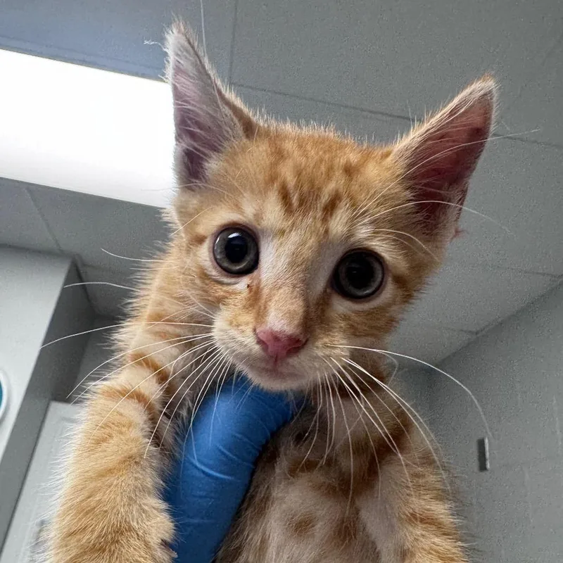 A baby small-sized male Orange / Red Domestic Short Hair cat named Snuggle Bug for adoption in Greenville, SC