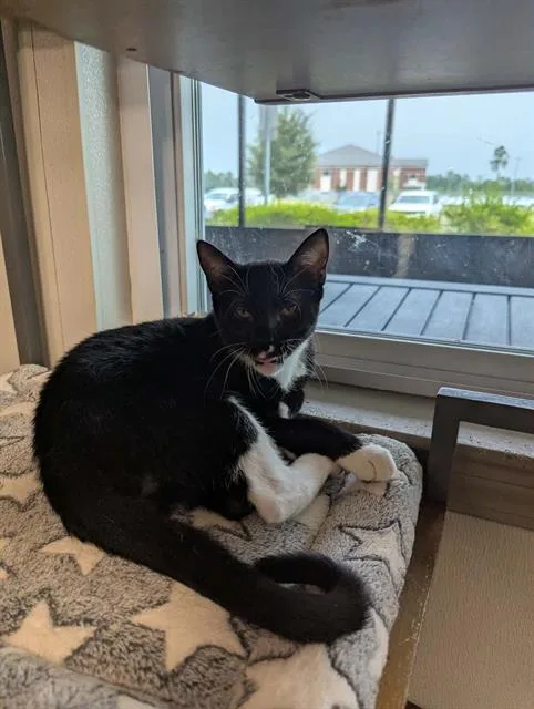 A young small-sized male Domestic Short Hair cat named Coast for adoption in Brunswick, GA