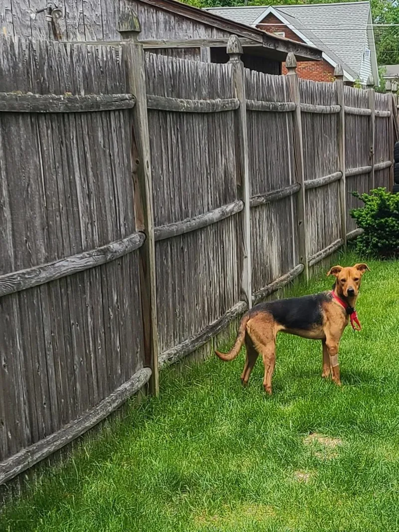 A young medium-sized male Mixed Breed dog named Benny for adoption in Brooklyn, NY