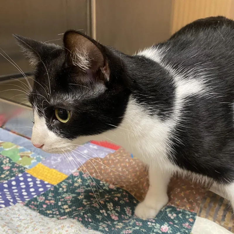 An adult medium-sized female Black Domestic Short Hair cat named Ping for adoption in Wadena, MN