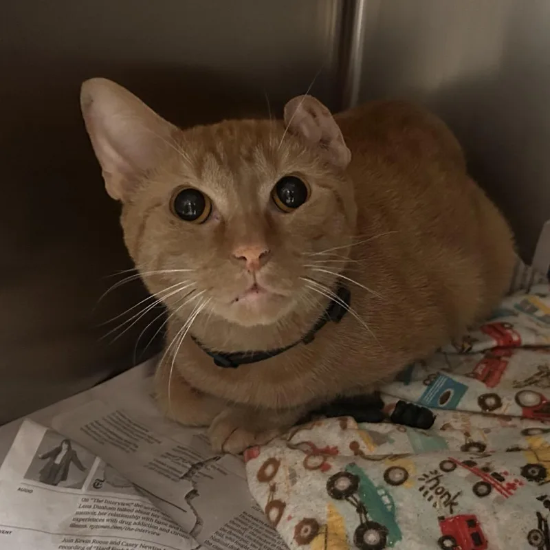 An adult medium-sized male Orange / Red Domestic Short Hair cat named Black Collar for adoption in Galveston, TX