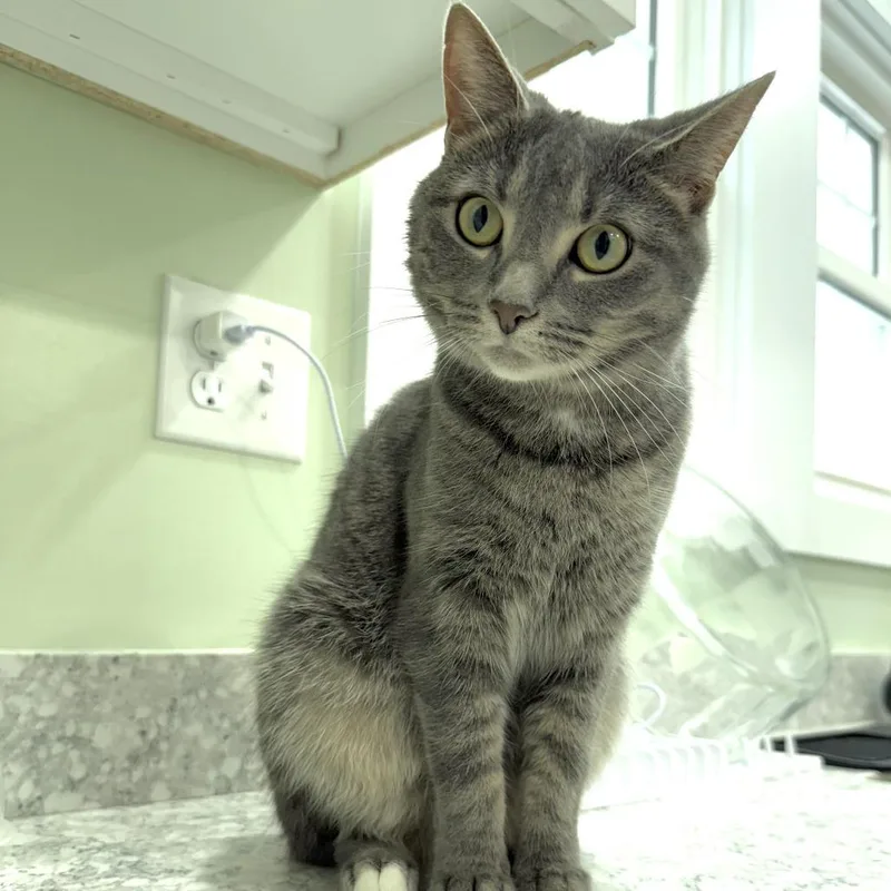 An adult small-sized female Gray / Blue / Silver Domestic Short Hair cat named Cassiopiea for adoption in Goshen, IN