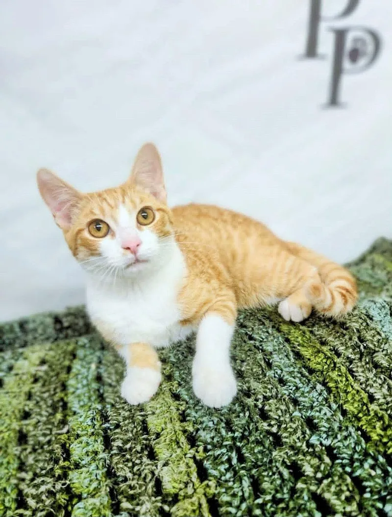 A young medium-sized male Orange / Red Domestic Short Hair cat named Benny for adoption in Social Circle, GA