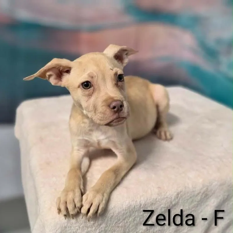 A baby medium-sized female White / Cream Pit Bull Terrier dog named Zelda for adoption in Griswold, CT