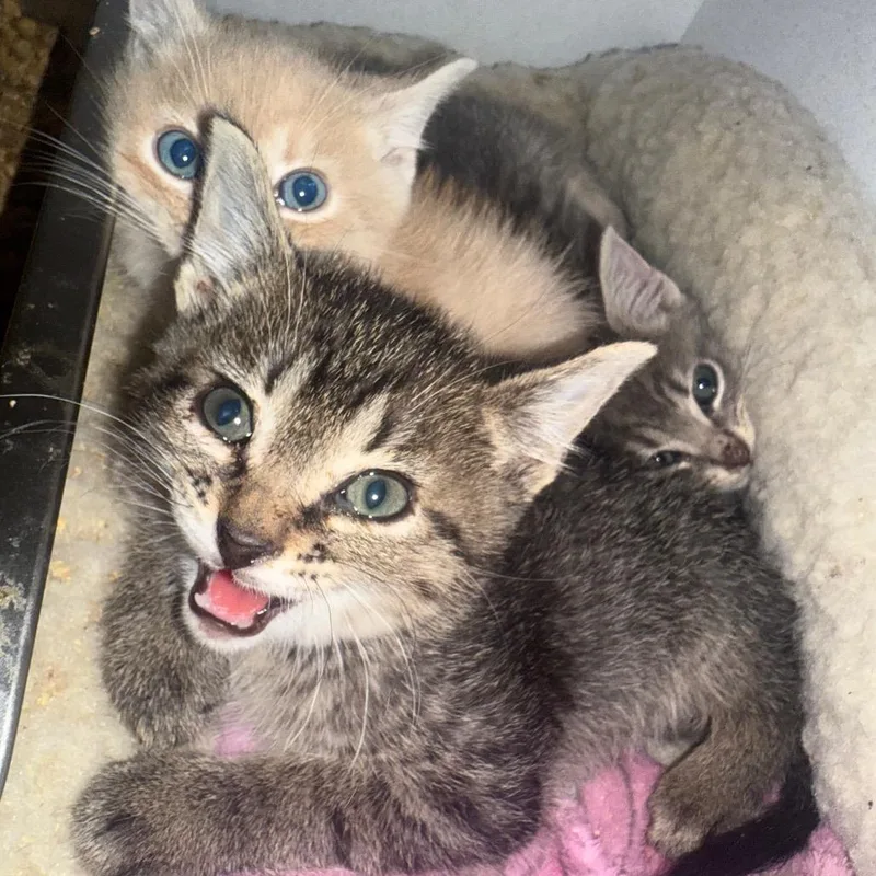 A baby small-sized female Gray / Blue / Silver Domestic Short Hair cat named Cayenne for adoption in Tylertown, MS