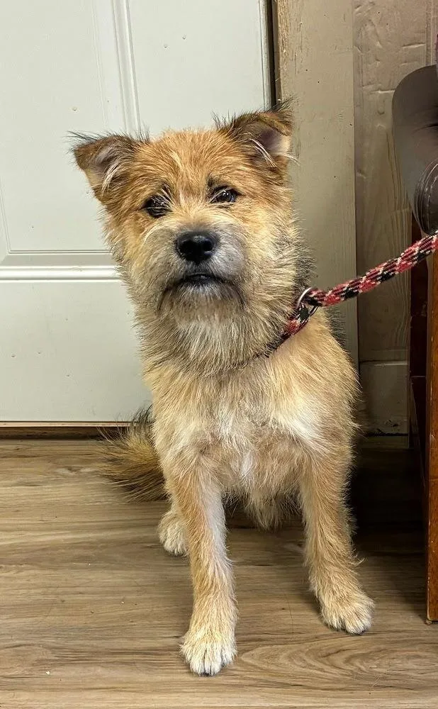An adult small-sized male Brown / Chocolate Yorkshire Terrier dog named Boba for adoption in Fremont, NE
