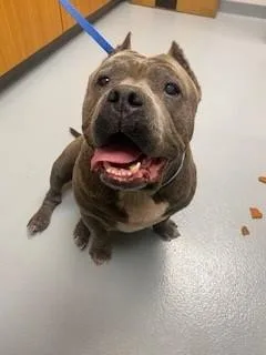 An adult medium-sized female American Bulldog dog named Dolly for adoption in Saint Cloud, FL