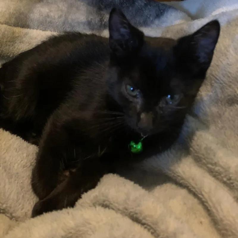 A baby medium-sized male Domestic Short Hair cat named Sourdough for adoption in Cloquet, MN