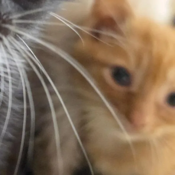 A baby small-sized male Orange / Red Domestic Short Hair cat named Pumpkin for adoption in Canton, NC