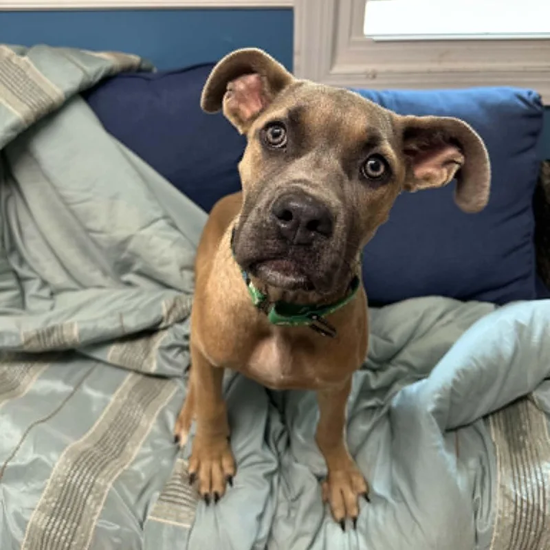 A young large-sized female Brown / Chocolate Cane Corso dog named Babs for adoption in Sunderland, MD