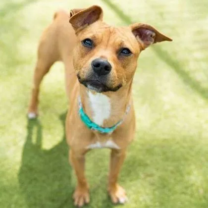 An adult medium-sized female Brown / Chocolate Mixed Breed dog named Maysa for adoption in West Des Moines, IA